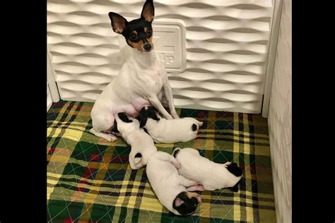 Fritzfox Toy Fox Terriers Toy Fox Terrier Puppies For Sale Born On