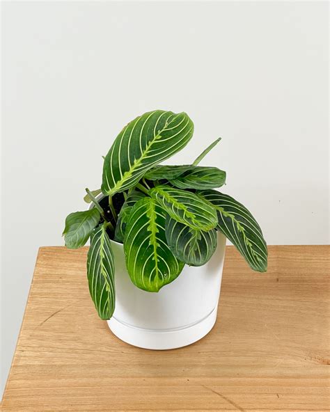 Lemon Lime Maranta Prayer Plant Plantvine