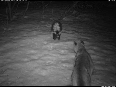 Skunk Scares Off Cougar in Camera Trap Photo | Live Science