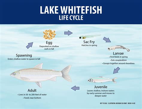 Lake Whitefish | Michigan Sea Grant