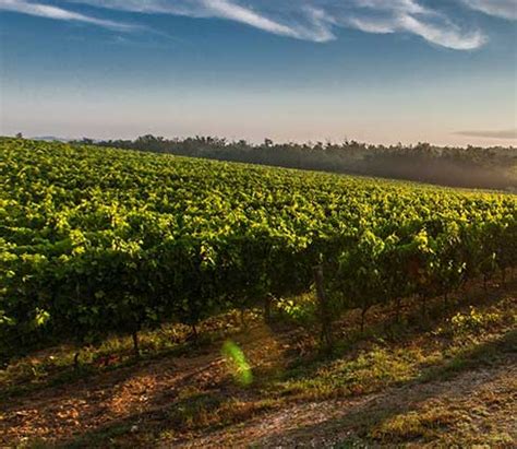 Historia Bodega San Roque De La Encina