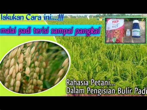 Rahasia Mempercepat Pengisian Bulir Padi Agar Bernas Youtube