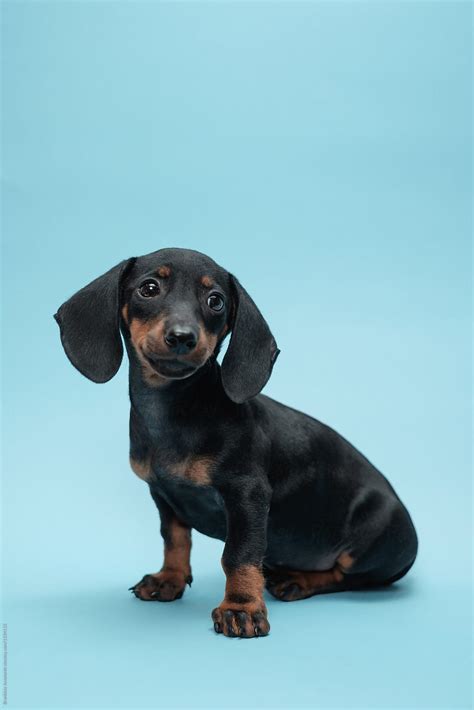 Cute Dachshund Puppy Portrait By Stocksy Contributor Brkati Krokodil