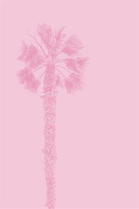 A pink palm tree against a pink background photo – Free Pink Image on ...