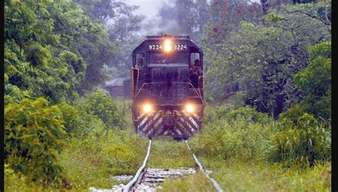 Tren Maya Conceden suspensión definitiva para frenar desmonte y tala