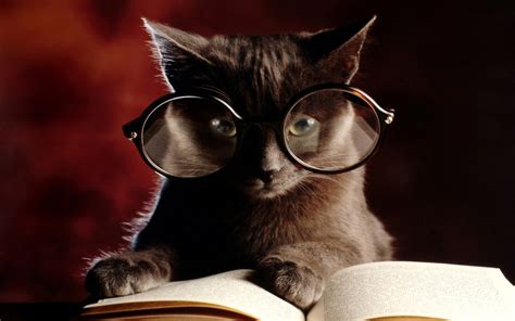 Cat With Eyeglasses And Book Photography Hd Wallpaper Wallpaper Flare