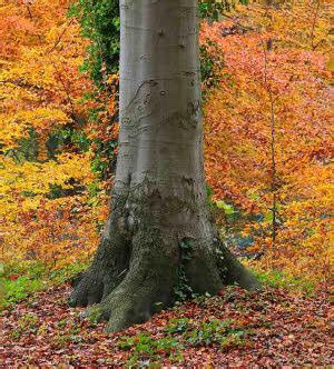 Rotbuche Samen Fagus Sylvatica Saatgut Hier Kaufen