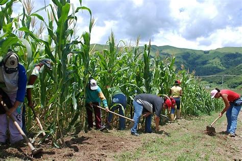 Crece a 17 créditos agropecuarios de Banco Nacional