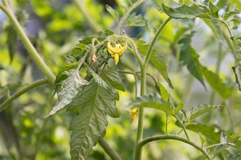 How to Grow and Care for Roma Tomatoes