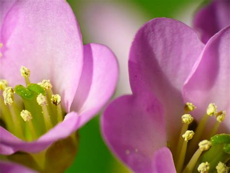 Bergenia Crassifolia Hortensia De Invierno Infojardin Flickr