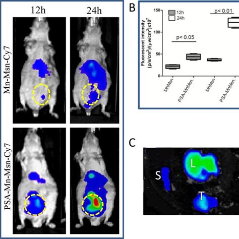 In Vivo Optical Imaging Of Tumorbearing Nude Mice A NIRF Images And