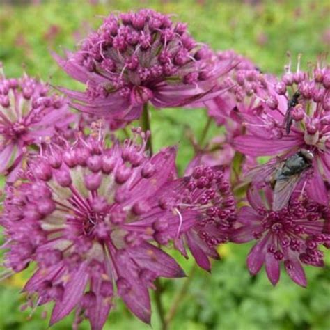 Zeeuws Knoopje Astrantia Major Ruby Cloud Vaste Planten Planten