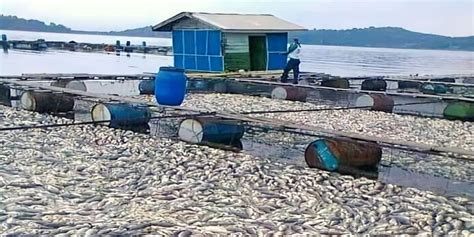 Cuaca Buruk Jutaan Ikan Mendadak Mati Massal Di Waduk Jatiluhur