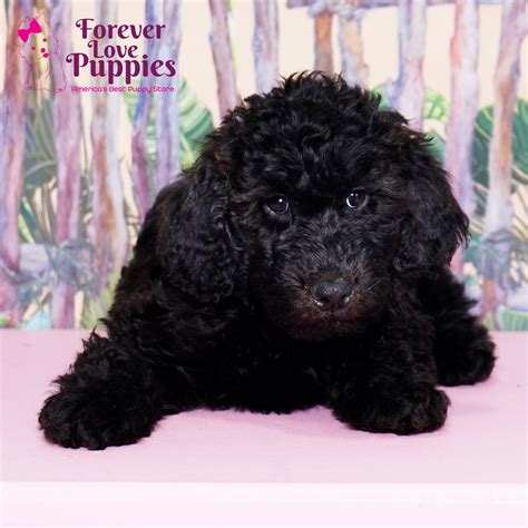 Whoodle Puppies for Sale | Forever Love Puppies