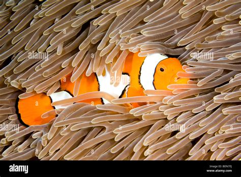 Un poisson clown Amphiprion percula clown vivant dans une anémone de