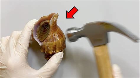 Whats Inside A Shell Whelk Dissection Youtube