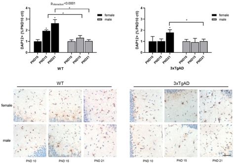 Quantification Of Hippocampal Dap12 Expression By Sex Over Time In