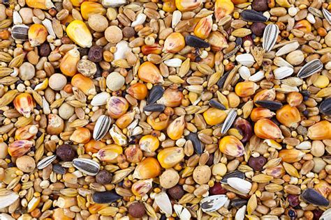 Bird Seed Stock Photos Pictures And Royalty Free Images Istock