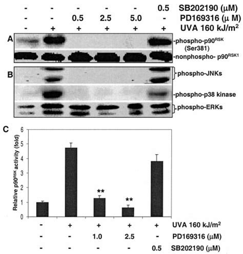 Pd But Not Sb Completely Blocks Uvainduced Phosphorylation