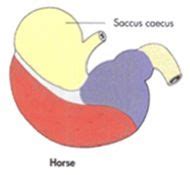 Gross Spring Equine And Ruminant Liver And Stomach Mt Flashcards