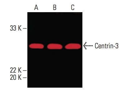 Centrin Antibody E Scbt Santa Cruz Biotechnology