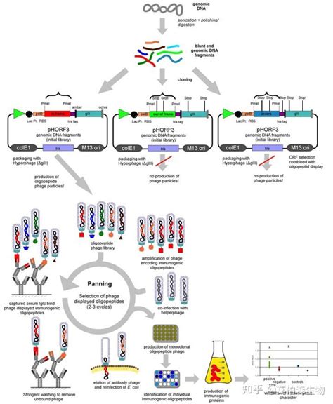 噬菌体展示原理及技术解析 知乎