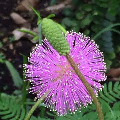 Mimosa Pudica Sensitive Plant In Gardentags Plant Encyclopedia