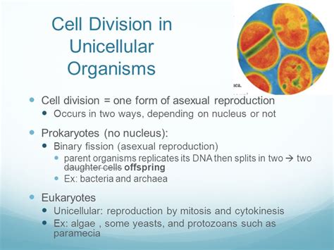 Chapter 3 Cell Division Ppt Download