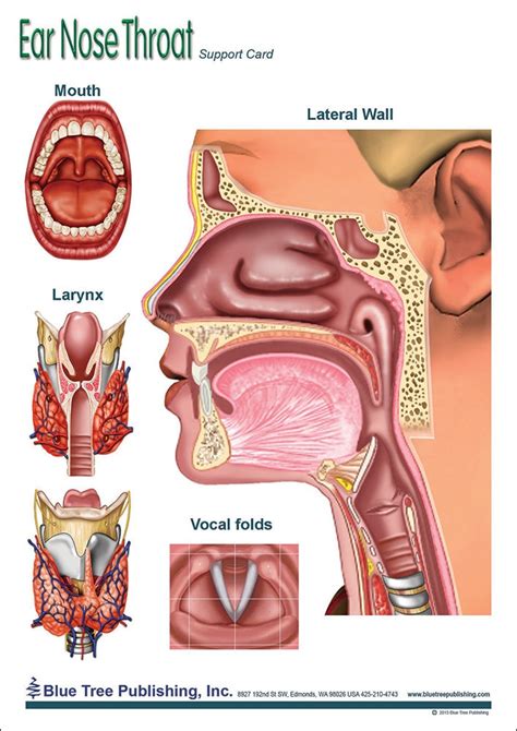 Ear Nose And Throat Laminated Anatomical Chart Ph