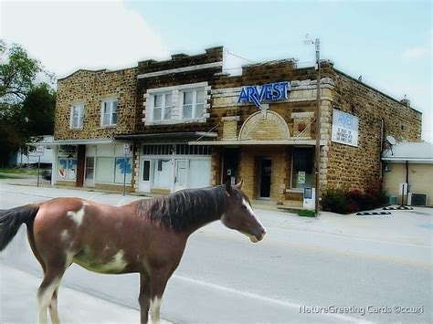 "Its A One Horse Town!" by NatureGreeting Cards ©ccwri | Redbubble