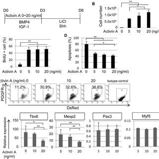 Differentiation Potential Of Mouse Ips Cell Derived Paraxial Mesodermal