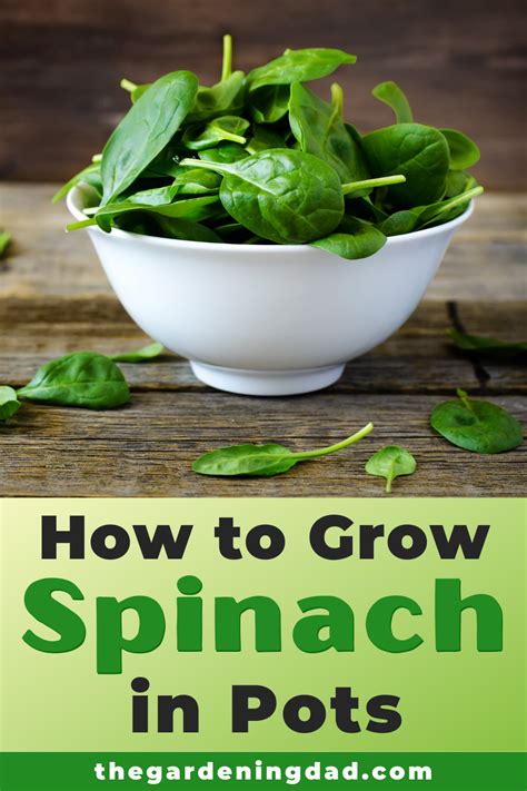 How To Grow Spinach From Seed 6 Easy Tips Growing Spinach Food