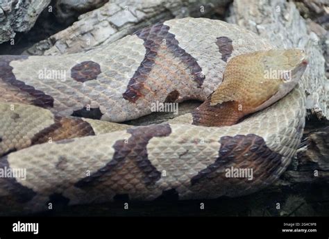 Close Up Of The Beautiful Patterns Of A Northern Copperhead A Venomous