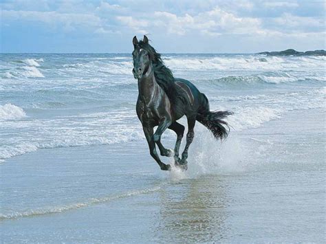 Horses beach running wallpaper | 1024x768 | #13426