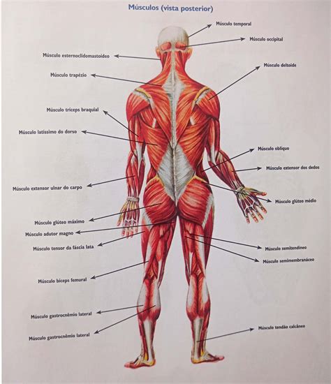 Músculos Vista Posterior Anatomia Humana I