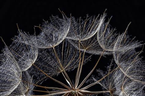 Western Salsify Photo12 ImageBROKER Phil Degginger