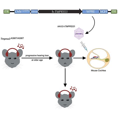 Rescue Of Auditory Function By A Single Administration Of AAV TMPRSS3