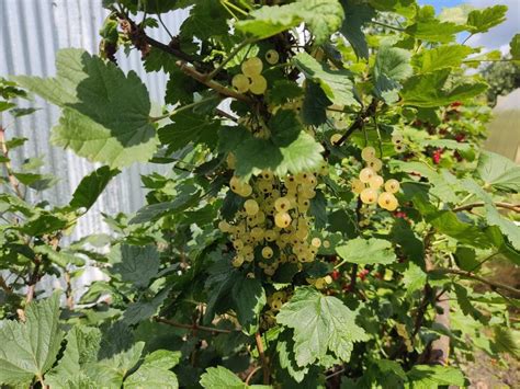 Удивилась, как оригинально можно подвязать смородину