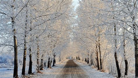 Tree Lined Winter Street Roads Snow Nature Trees Street Winter