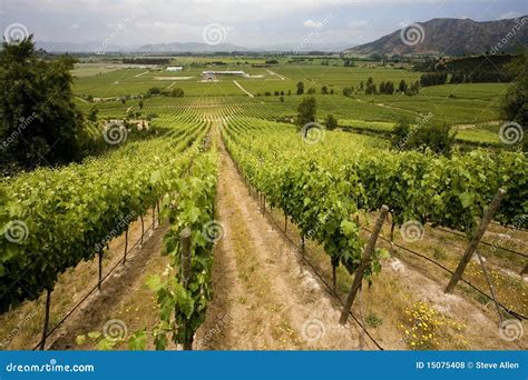 Vineyard Wine Production Chile Stock Photo Image Of Industry