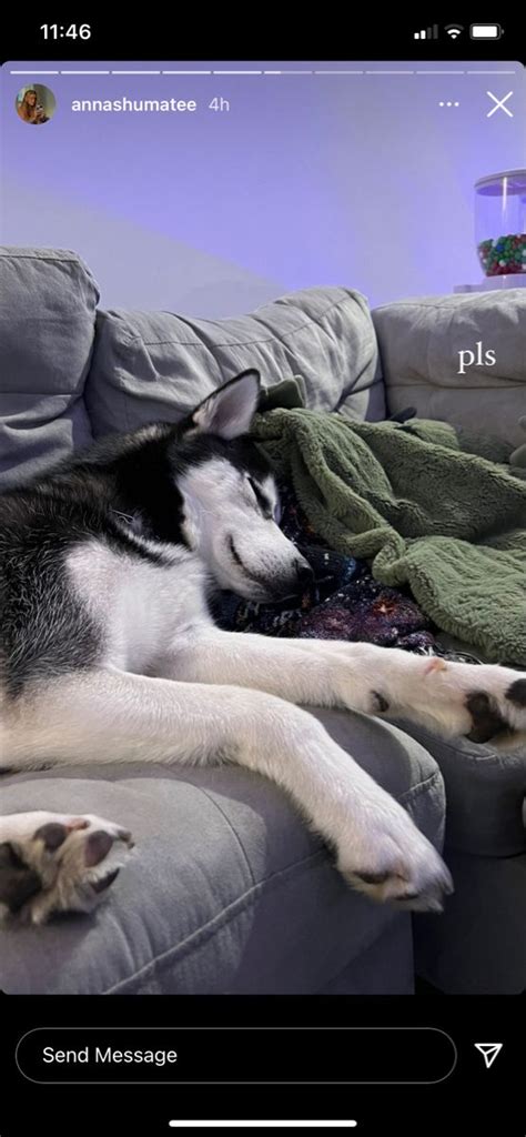 Pin de Tibisaymaria en Guardado rápido Mascotas bonitas Perro husky