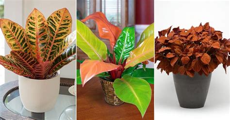 Amazing Orange Houseplants You Can Grow