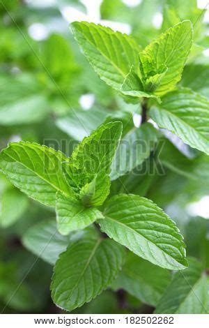 Yerba Buena, Hierba Image & Photo (Free Trial) | Bigstock