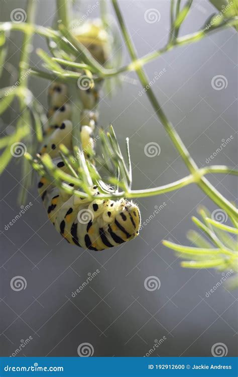 Lagarta De Borboleta De Cauda Andorinha Em Planta Foto De Stock