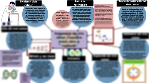 SOLUTION Fundamentos Del Ciclo Celular Y Conceptos B Sicos Sobre Su