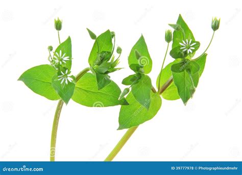 Chickweed Stellaria Media Stock Photo Image Of Early Spring 39777978