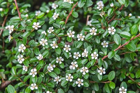 15 Dwarf Shrubs For Full Sun - landscapingbase.com