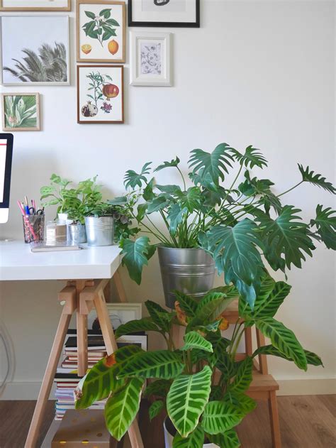 Plantes d intérieur et décoration conseils pour les choisir et les