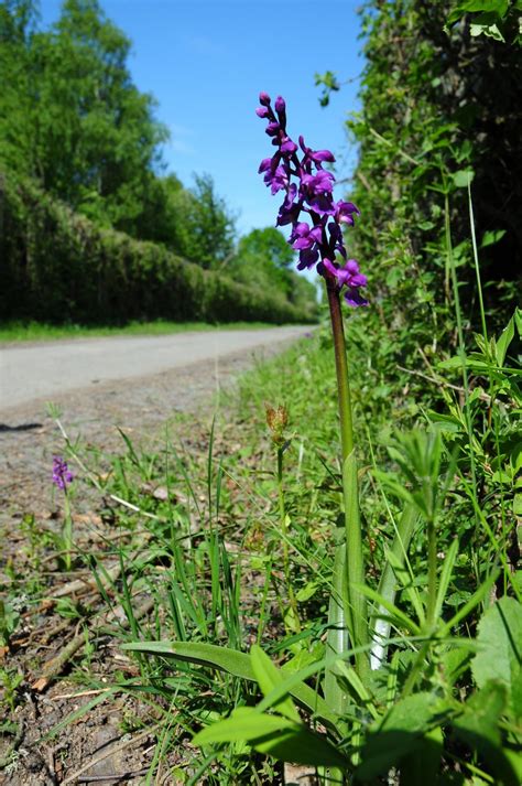 Nd Orchis Mascula Bio Sc Ne Org