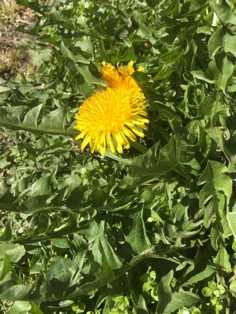 Taraxacum Officinale F H Wigg Download Scientific Diagram